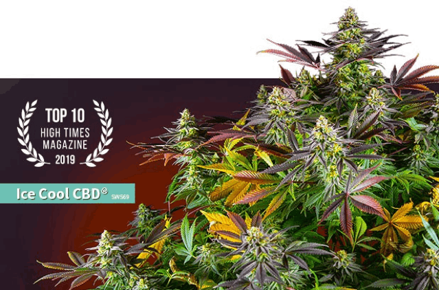 Sweet Seeds - Ice Cool