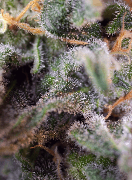 Sweet Seeds - SAD cannabis strain