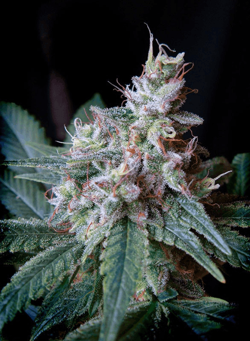 Sweet Seeds - Cream Caramel strain