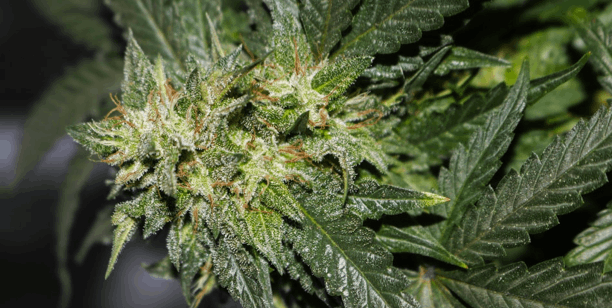 cannabis plant high THC