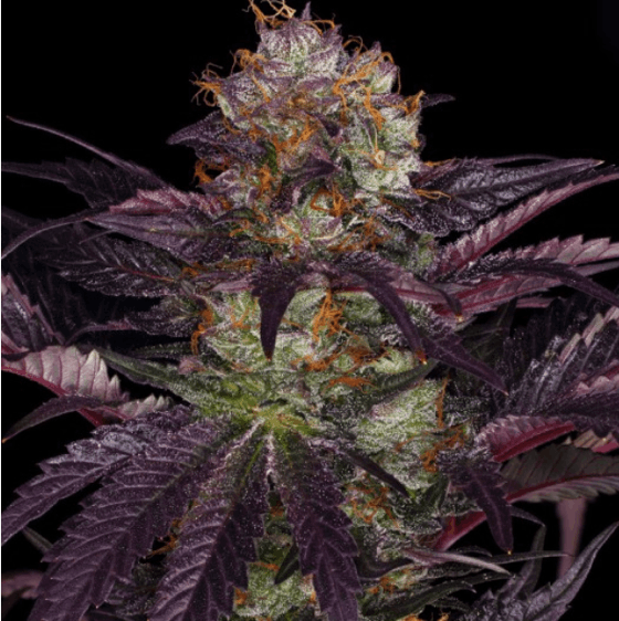T.H. Seeds - French Macaron Gelato 33 strain