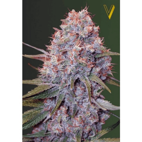 Victory Seeds - Caramelino