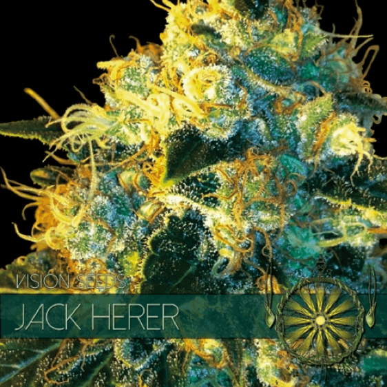 Vision Seeds - Jack Herer