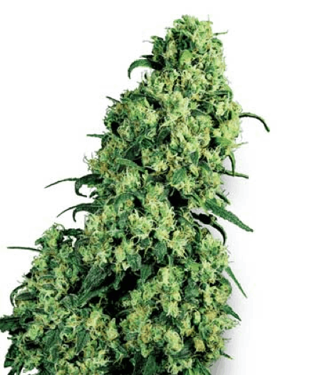 White Label Seed Company - Skunk #1
