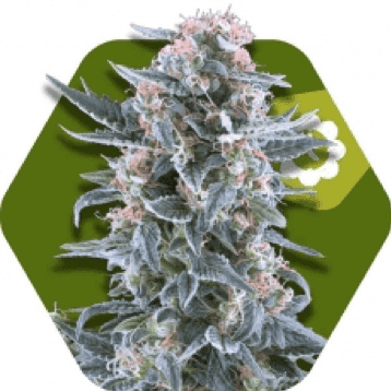 Zambeza Seeds - Blueberry autoflowering