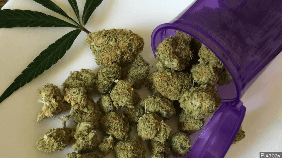 Cannabis buds in pot beside marijuana leaf