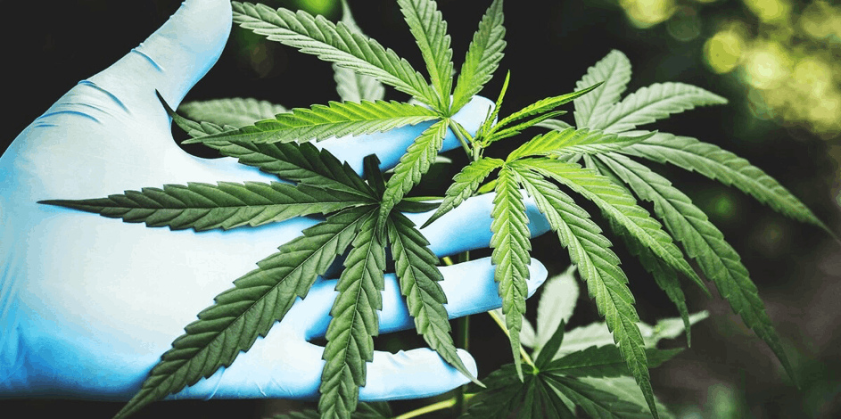 Gloved hand holding cannabis leaf for inspection