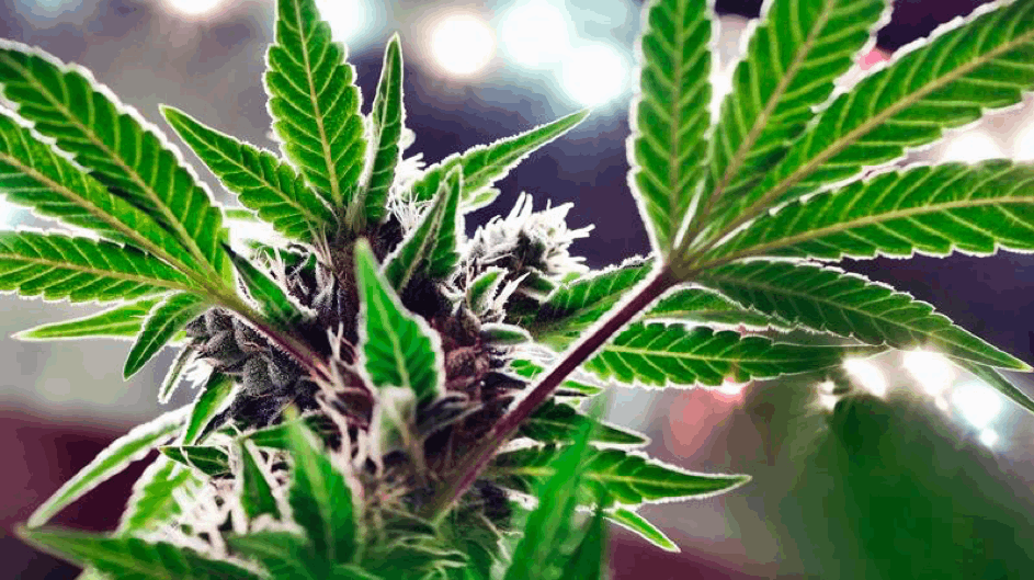 Cannabis in South Dakota