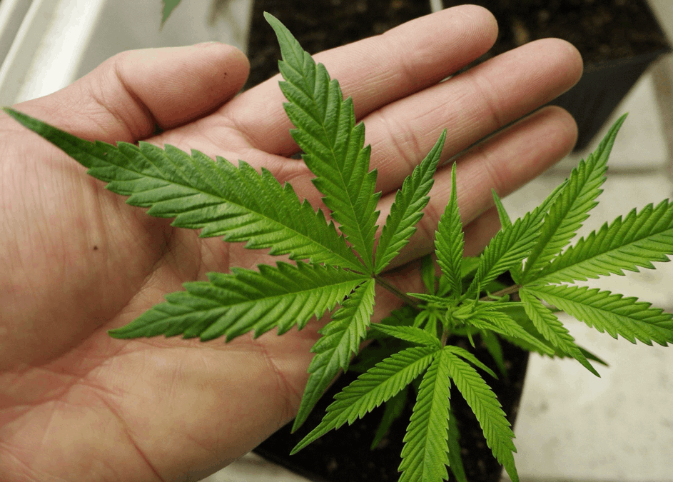 cannabis leaf in hand