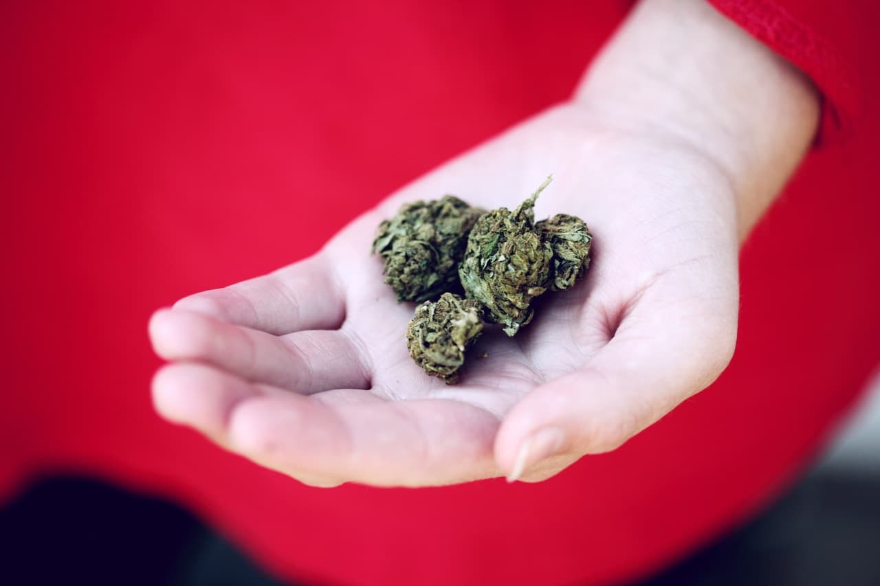 cannabis buds in a hand