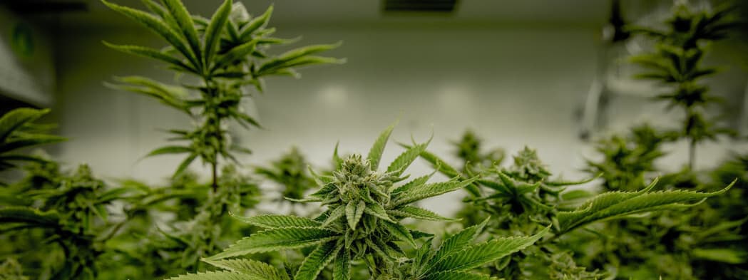 Buy Indoor Strains specialist cannabis seeds from SeedSupreme